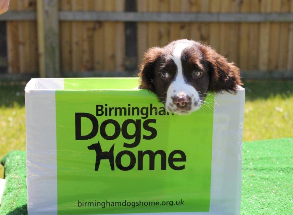 birmingham dogs home